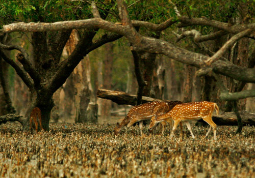 Sundarban